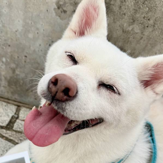 A happy white Shiba Inu with its tongue out